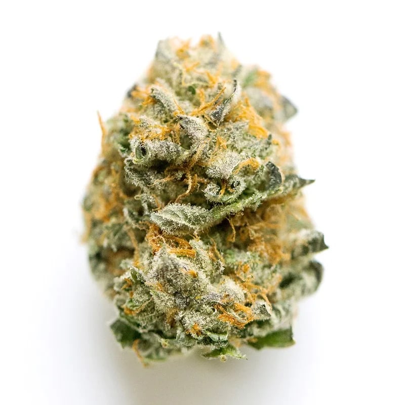 White Monkey