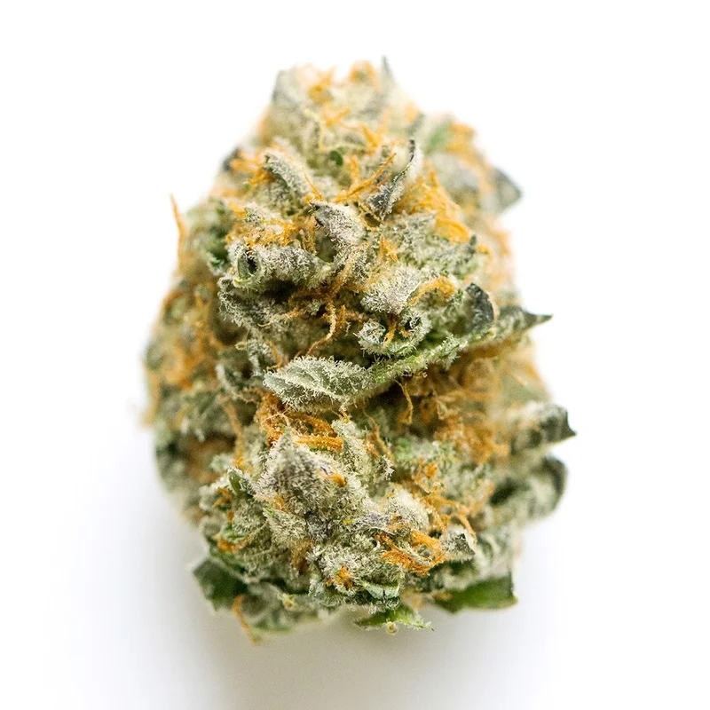 White Monkey