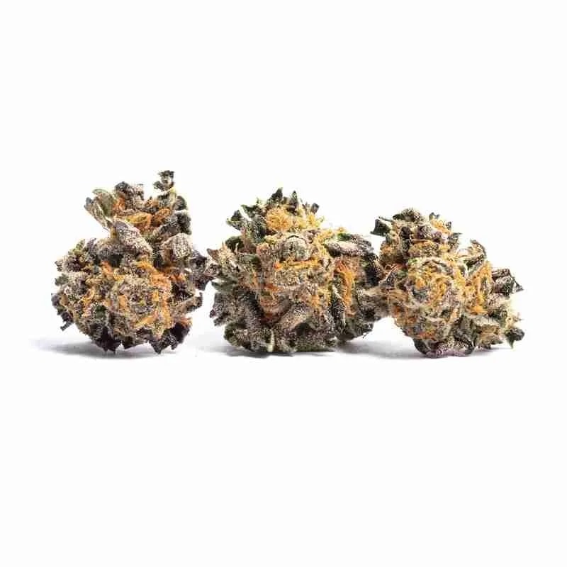 Animal Rntz strain