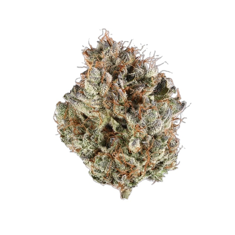 Cinderella 99 strain