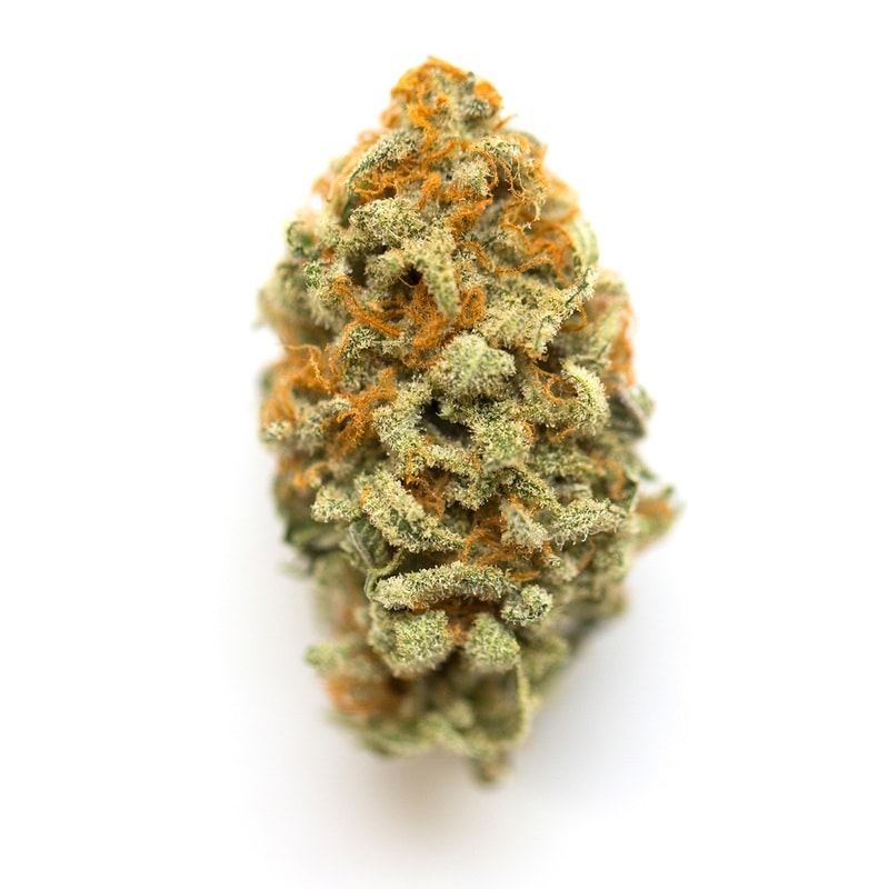 GMO Cookies strain