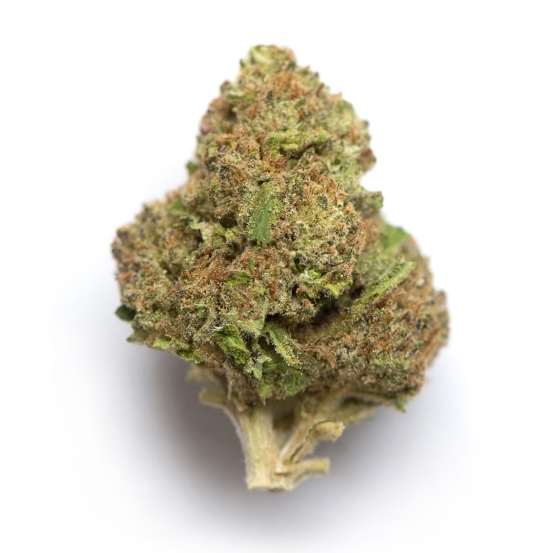 Mint Chocolate Chip strain