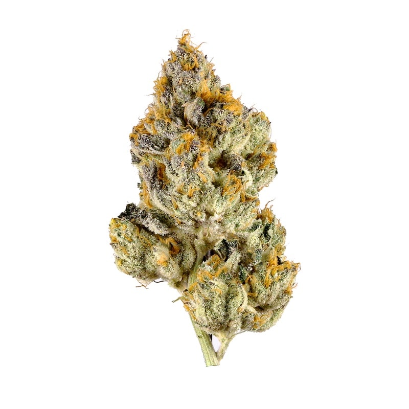 White Gold strain