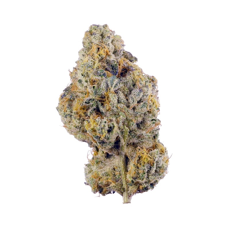 Woolly Mammoth strain