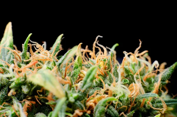 AAA Strains Online