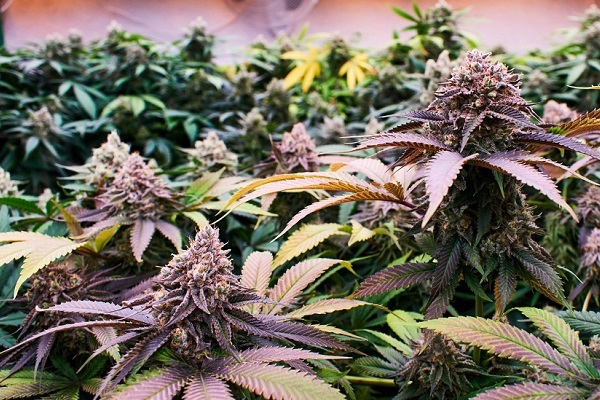 What are the Strongest Indica Strains?