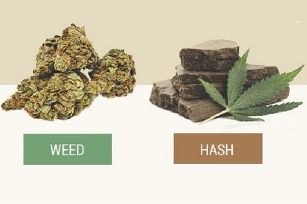 Hash vs Weed - Complete Guide to Cannabis Flower and Hash Differences